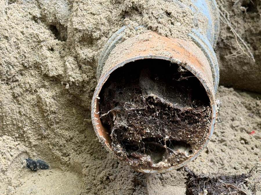 Boomwortels in een oude rioolbuis in Vlaardingen